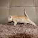 Вислоухие котята, фотография 5