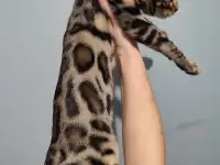 Бенгальский котенок девочка, фотография 4