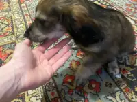 !!СРОЧНО!! отдаю щенка