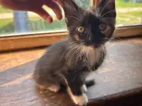 Котёнок в дар, фотография 4