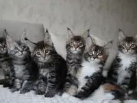 Мейн-кун котята, фотография 2