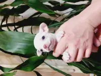 Мини чихуахуп, фотография 9