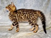 Бенгальские котята, фотография 10