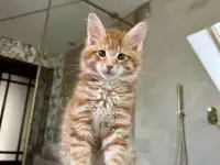 Крупный мальчик мейн-кун, фотография 6