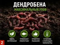 Червь Дендробена оптом в баночках и на вес, фотография 2
