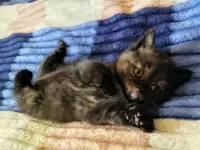 Британский котенок-девочка черепашьего окраса