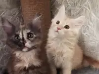 Животные, фотография 6