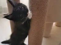 Котятa Мейн Куны из серцифицированного питомника, фотография 3