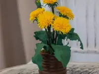 Одуванчики