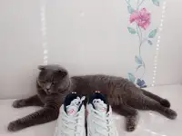 Продам: кроссовки BONA, фотография 3