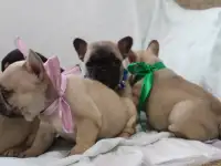 щенки французского бульдога, фотография 2