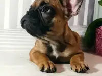 Щенки французского бульдога