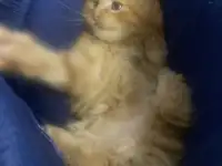 Котята Мейн-Кун, фотография 5