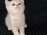 Шотландские котята, фотография 6