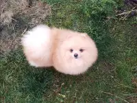 Мальчик померанского шпица