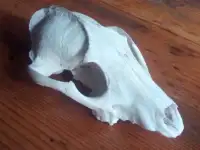 Чей Черепок ..., фотография 2