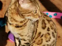 Продам бенгальского котика