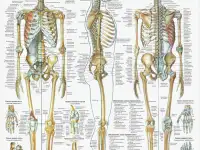 Костно-мышечная система. Учебные плакаты для колледжа, фотография 8