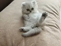 Продажа шотландского котёнка, фотография 1