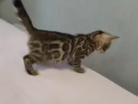 Продам бенгальского котенка, фотография 2