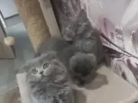 Шотландские котята, фотография 2
