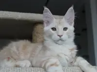 Мейн-кун котенок!, фотография 7