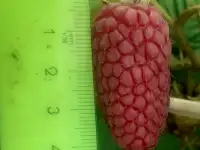 Купить САЖЕНЦЫ КЛУБНИКИ -50 сортов - в Минске  с питомника, фотография 8