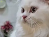 Шотландские котята с голубыми глазами, фотография 8