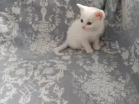 Красивые котята в дар, фотография 2