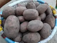 Продам большую картошку