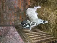 КОЗОЧКИ