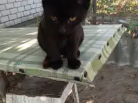 Котенок в дар, фотография 2