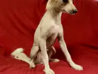 Продается китайская хохлатая собака: девочка по кличке Пальма, фотография 3