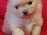 Продажа щенка, фотография 2