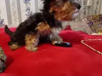 Йорк щеночки, фотография 2