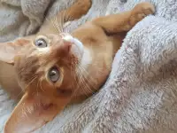 Котенок, фотография 4