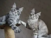 Котята мейн кун!
