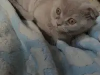 Британские котята, фотография 2