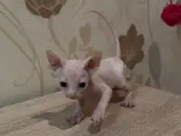 Котята канадского сфинкса браш, резинка, бархат, фотография 6