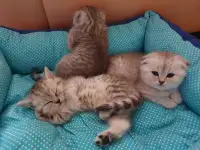Котята, фотография 10
