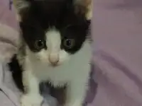 Красивые котята в дар, фотография 7