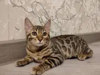 Бенгальский котенок мальчик, фотография 3