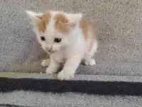 Котята, фотография 6