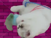 котёнок экзот, фотография 2
