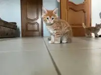 Котята, фотография 7