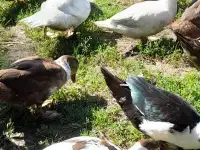 Мускатные утки и селезни молодые