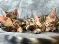 Продам бенгальских котят, фотография 5