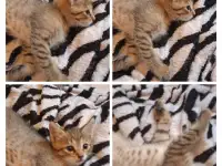 Котята, фотография 2