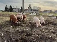 Продам поросят по хорошей цене, фотография 2