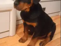 Щенок ротвейлер.